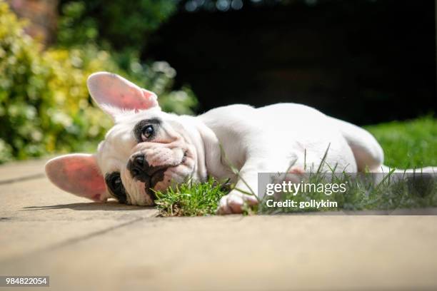 pied französische bulldogge welpen ruht im garten, auf dem rasen im garten eines englischen hauses hinlegen. - french bulldog stock-fotos und bilder