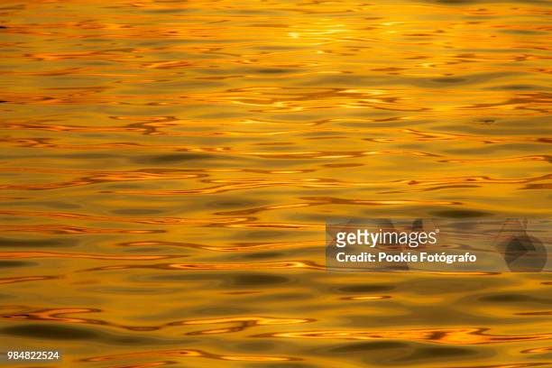 golden wave - fotógrafo stock pictures, royalty-free photos & images