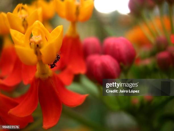 hormiga en una flor - hormiga stock pictures, royalty-free photos & images