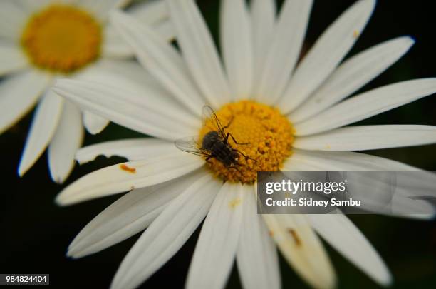 the fly - st helena imagens e fotografias de stock