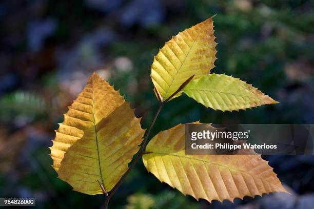 feuille en automne - feuille stock pictures, royalty-free photos & images