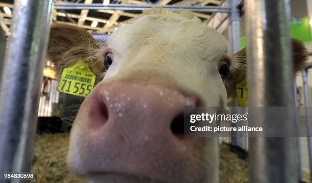 German Simmental cattle stand in the exhibition hall "Erlebnis Bauernhof" during the International 'Gruene Woche' fair in Berlin, Germany, 18 January...