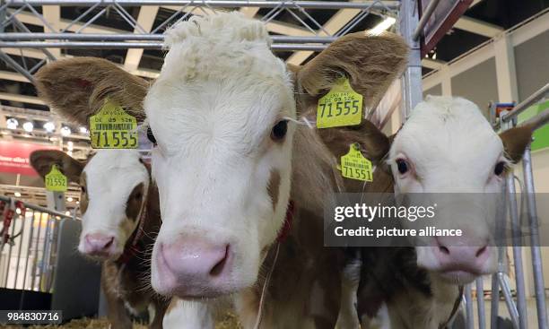 Dpatop - German Simmental cattle stand in the exhibition hall "Erlebnis Bauernhof" during the International 'Gruene Woche' fair in Berlin, Germany,...