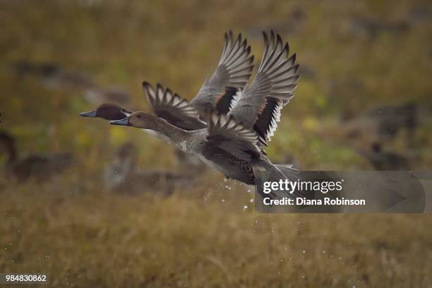 two ducks in flight, bosque del apache, new mexico - pied kingfisher ceryle rudis stock pictures, royalty-free photos & images