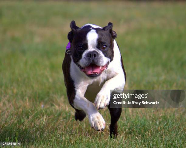 boston terrier - terrier boston stock pictures, royalty-free photos & images