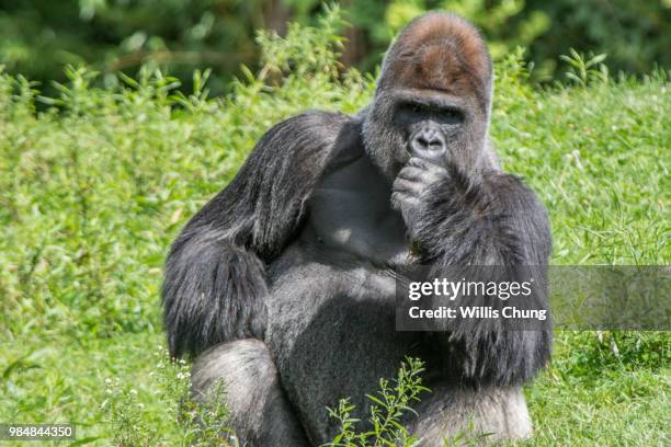 the proverbial 600 pound gorilla - gorilla fotografías e imágenes de stock