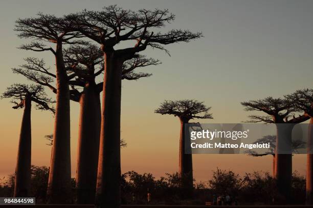 baobab - baobab tree stock pictures, royalty-free photos & images
