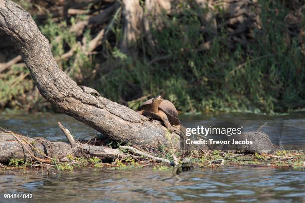 kafue terrapin - terrapin stock pictures, royalty-free photos & images