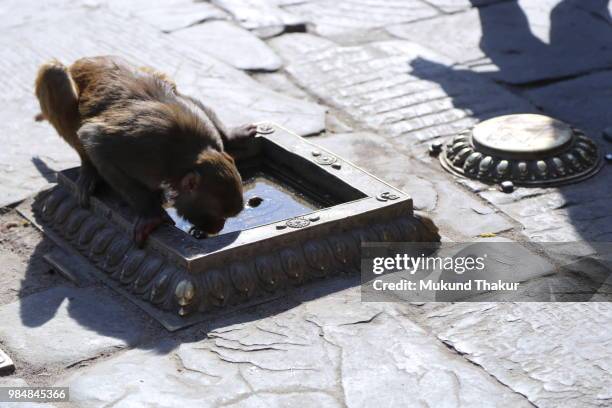 quenching thirst - mukund stock-fotos und bilder