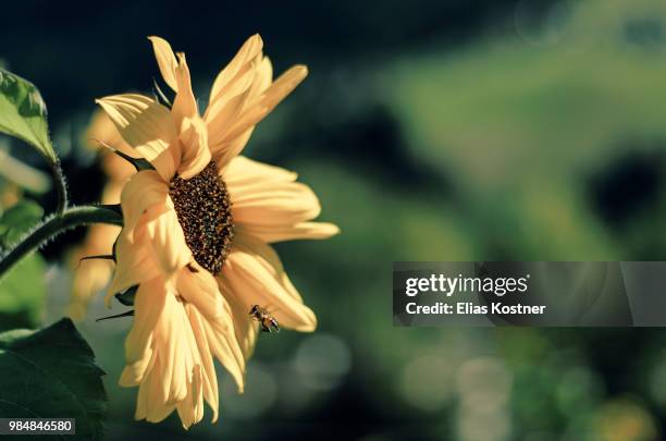 sonnenblume - sonnenblume foto e immagini stock