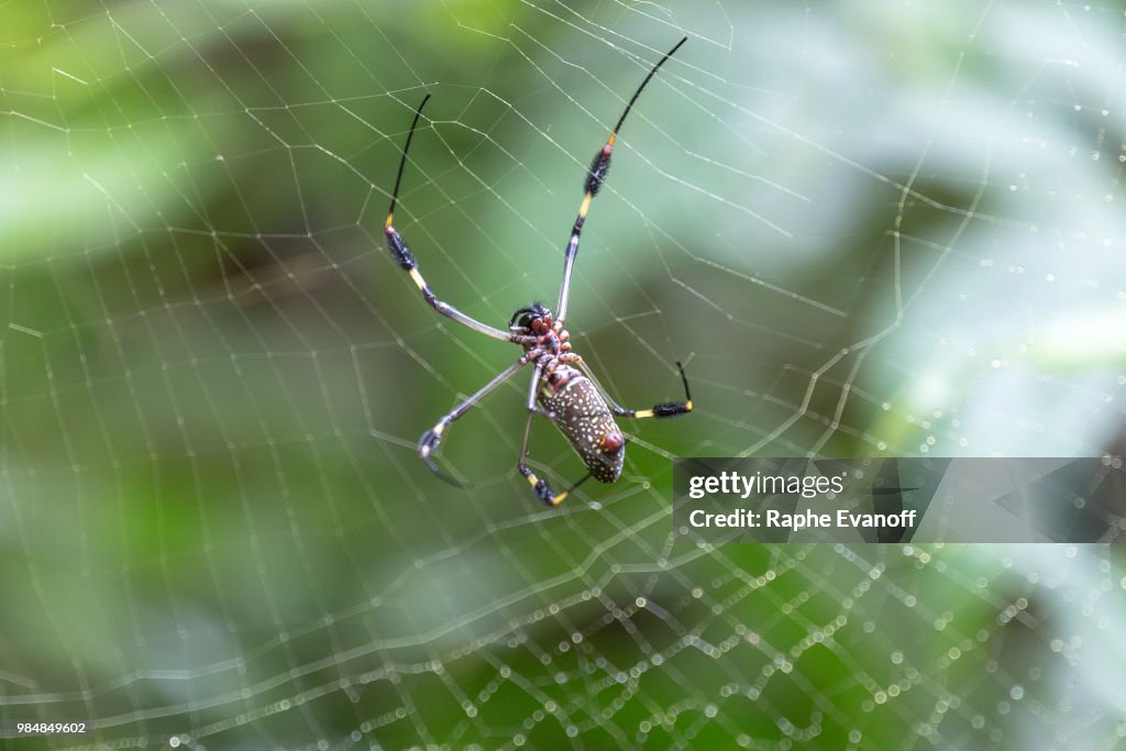 A Colorful Spider at Home