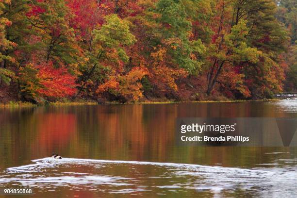 greenbo lake state park - autumn phillips fotografías e imágenes de stock