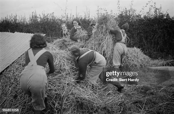 'Land Girls' of the Women's Land Army, gathering straw to be used as winter bedding for the cows, on a farm in southern England, November 1941....