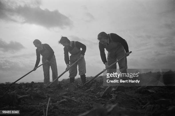 'Land Girls' of the Women's Land Army, hoeing a vegetable field before the winter frosts at a farm in southern England, November 1941. Original...