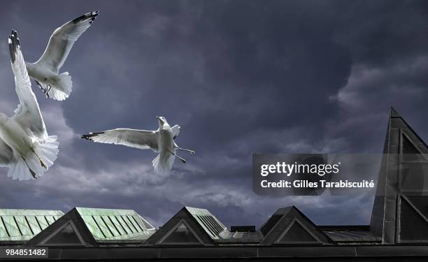 tempete - tempete stockfoto's en -beelden