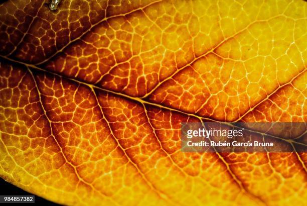 vegetal veins again - vegetal stock pictures, royalty-free photos & images