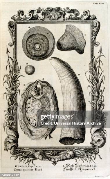 Copperplate engraving from 'Physica Sacra' by the Swiss scholar. Johann Jakob Scheuchzer.