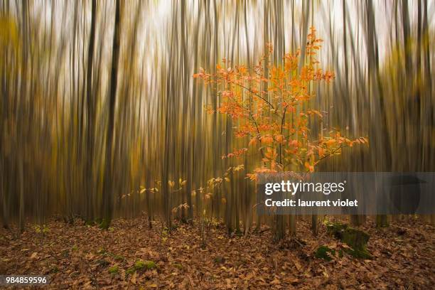 couleur d'automne flou directionnel modif couleur - or couleur fotografías e imágenes de stock