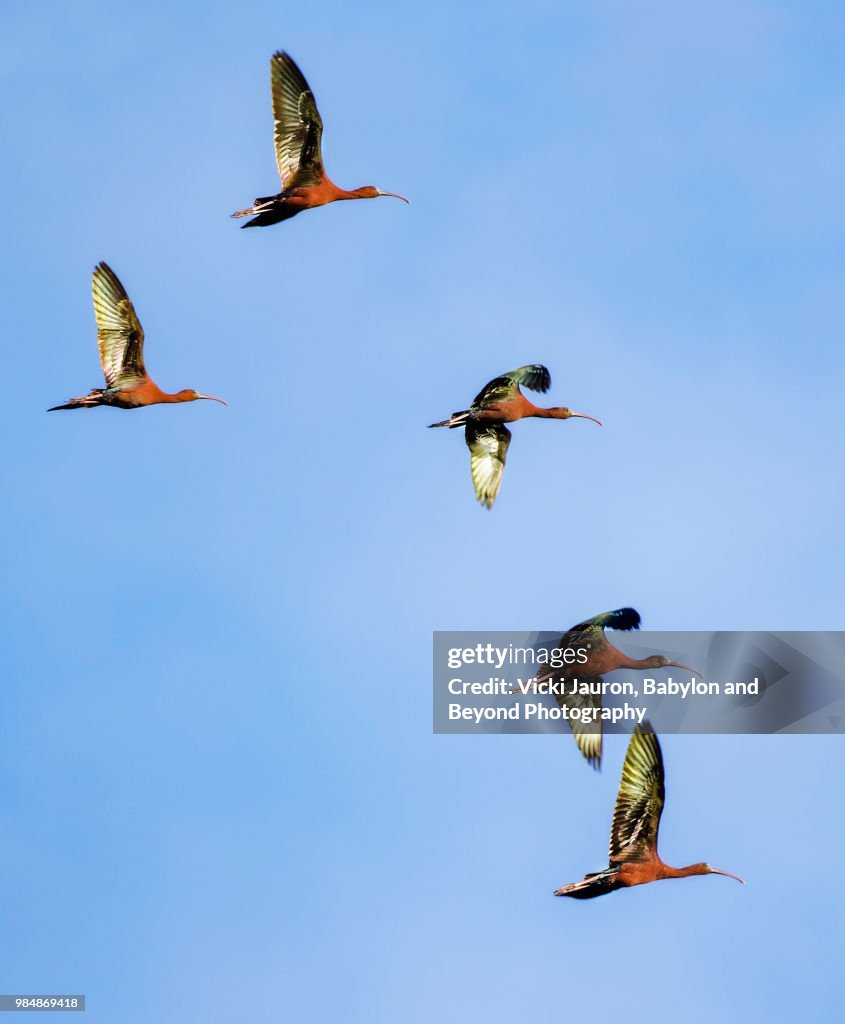 Flock of Glossy Ibis in Flight Against Blue Sky in the Great South Bay