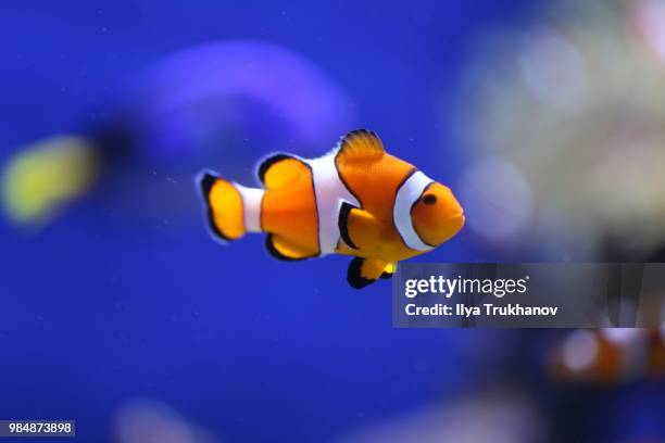 nemo - anemonefish stock-fotos und bilder