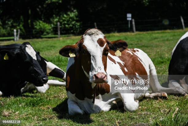 Calves on a meadow in Aachen Oberforstbach on June 26, 2018