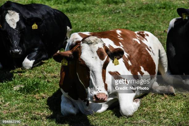 Calves on a meadow in Aachen Oberforstbach on June 26, 2018