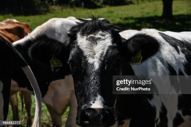 Calves on a meadow in Aachen Oberforstbach on June 26, 2018