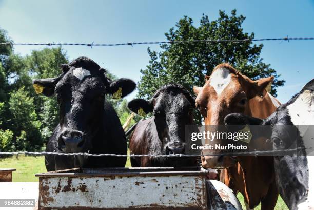 Calves on a meadow in Aachen Oberforstbach on June 26, 2018