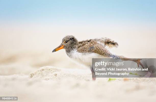 american oystercatcher chick doing yoga on the beach at nickerson, long island - long beach new york foto e immagini stock