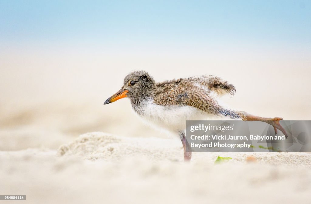 American Oystercatcher Chick Doing Yoga on the Beach at Nickerson, Long Island