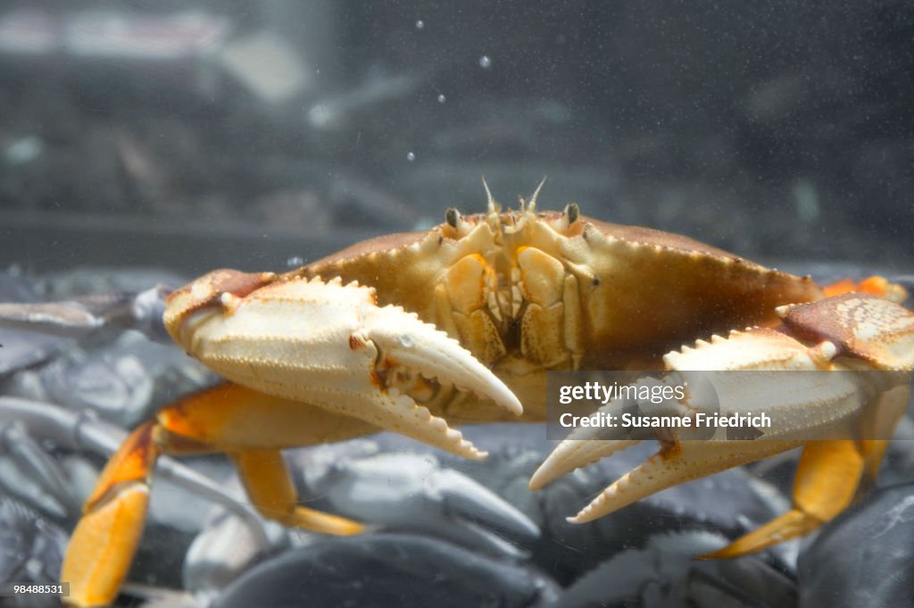Doomed Crab