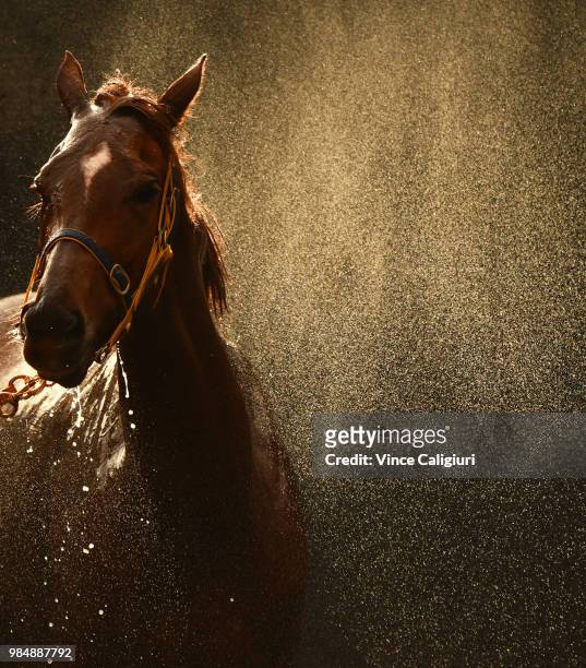 Linguist from Ellerton and Zahra stable enjoys a wash after Race 6 during Melbourne racing at Moonee Valley Racecourse on June 27, 2018 in Melbourne,...