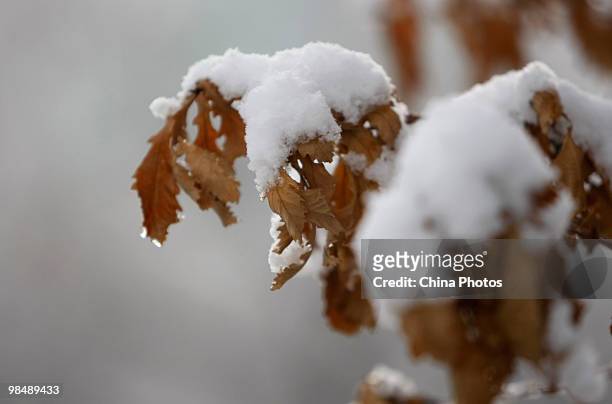 Leaves covered by snow are seen at a community on April 16, 2010 in Changchun of Jilin Province, China. Spring snow continues to hit North China as...