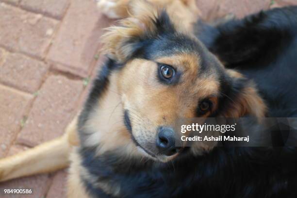 197 Young Rambo Stock Photos, High-Res Pictures, and Images - Getty Images