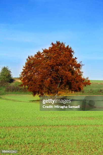 anfang herbst - anfang fotografías e imágenes de stock