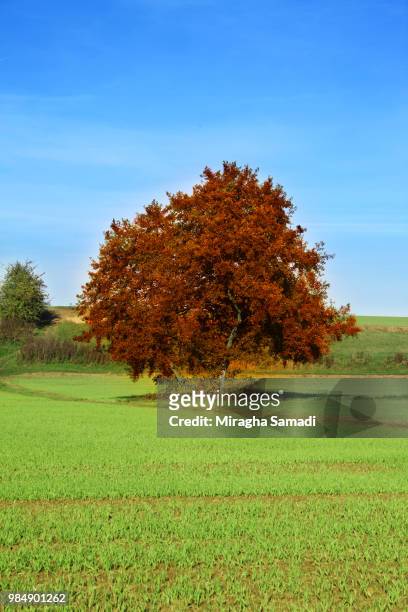 anfang herbst - anfang stock pictures, royalty-free photos & images