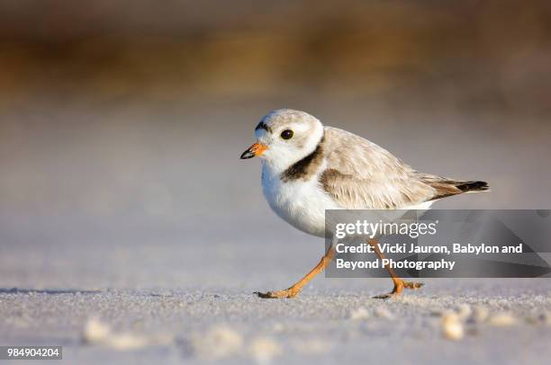 adult piping plover walking in sand against warm background - regenpfeifer stock-fotos und bilder