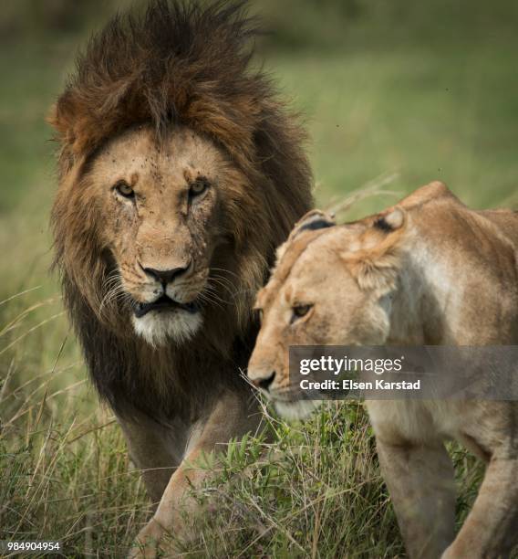 a male and female lion. - female animal stock-fotos und bilder