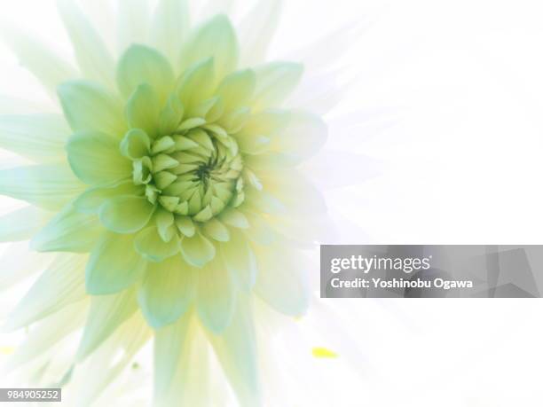 dahlia - ogawa stock pictures, royalty-free photos & images