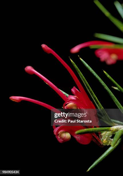 grevillea juniperina (prickly spider-flower, juniper-leaf grevillea) - grevillea stock-fotos und bilder