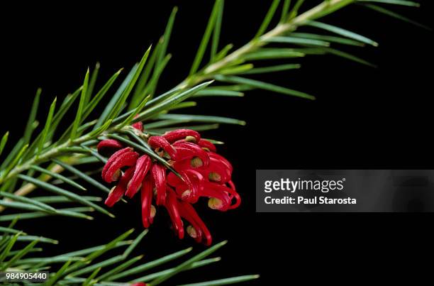 grevillea juniperina (prickly spider-flower, juniper-leaf grevillea) - grevillea stock-fotos und bilder