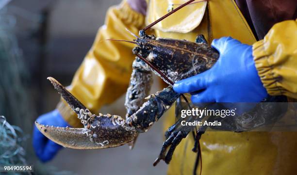 Deep-sea fishing with nets and lobster pots, on board a netter from Quiberon . Fisherman holding a lobster.