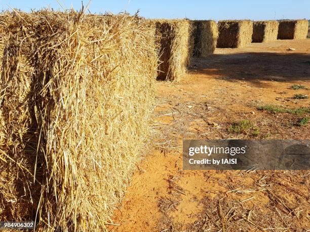 Hay Def 853 Hay Definition Stock Photos, High-Res Pictures, and Images - Getty ...