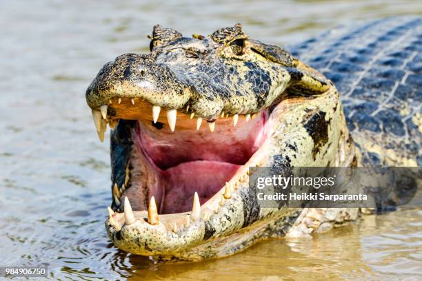 a caiman in the cuiaba river, brazil. - caiman stock pictures, royalty-free photos & images