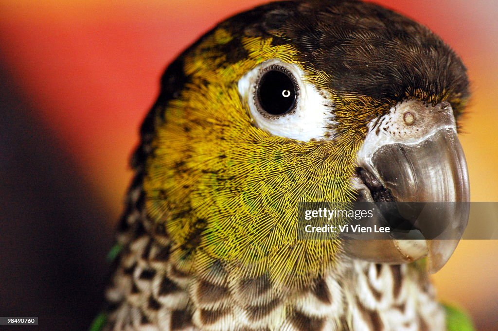 Parrot portrait