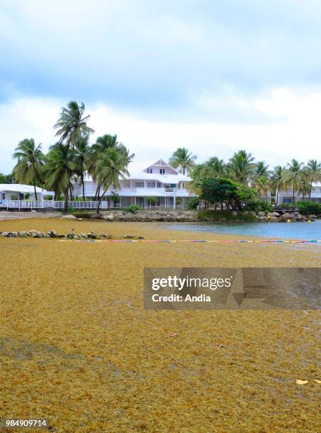 Sargassum seaweed, sargassum fluitans and sargassum natans, washed up on the beach 'plage du Lagon', one of the most beautiful beaches in Guadeloupe,...