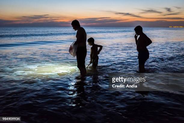 Uruguay, La Floresta, small city and resort on the Costa de Oro . At dusk, whole families are fishing in the waves, with nets and torches to attract...