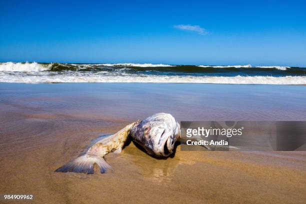 Uruguay, La Floresta, small city and resort on the Costa de Oro . Dead fish stranded on the sand.