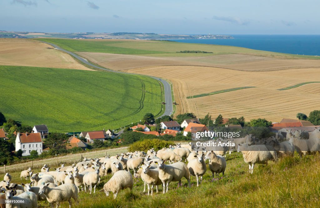Boulonnais sheep on the site of Cap Blanc Nez'.