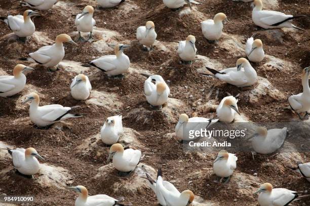 Colony of Australasian gannets , North Island.